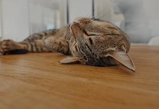 Cat sprawled out on the floor