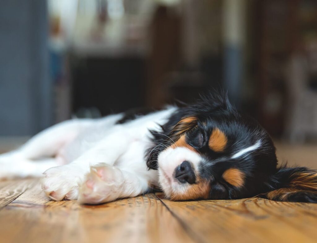 Cavalier puppy sleeping on floor