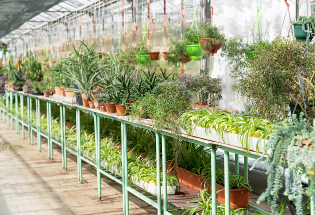 inside of a greenhouse